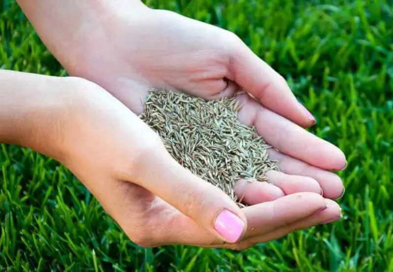 Grass Seeds