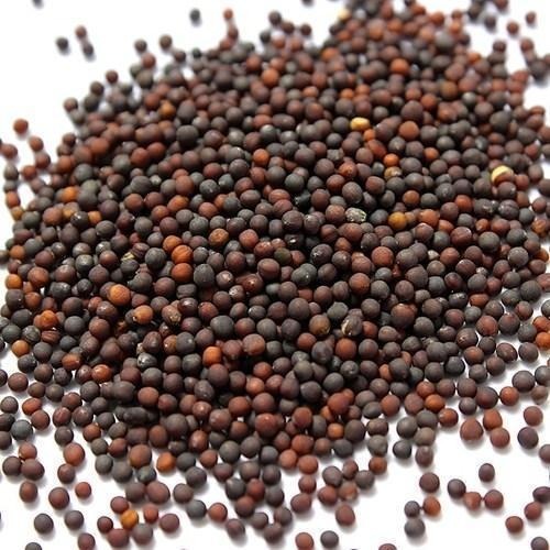 Vegetable Crop Seeds